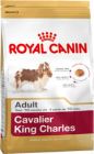 Cavalier King Charles Adult