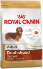 Dachshund Adult