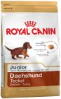 Dachshund Junior 