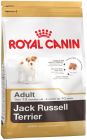 Jack Russell Terrier Adult